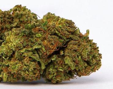 Lifter Hemp CBD Flower Close up